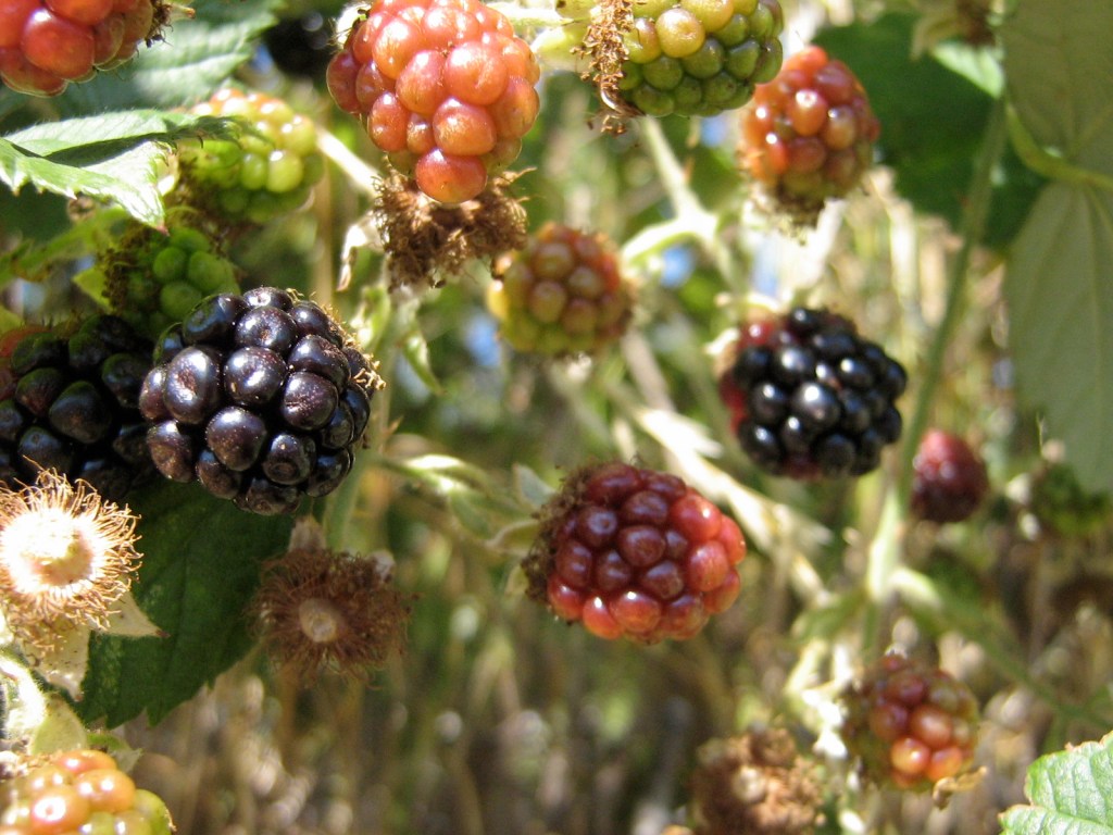 Blackberry Summer, Part 1: Galettes and&nbsp;Scones